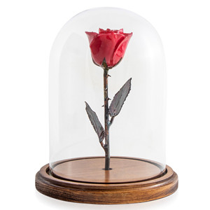 glass dome display case