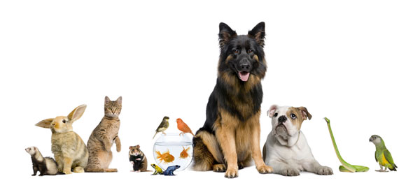 pet store